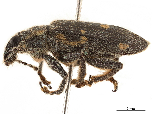  (Polyclaeis longicornis - CCDB-30449-G10)  @11 [ ] CreativeCommons - Attribution (2018) Smithsonian Institution Smithsonian Institution