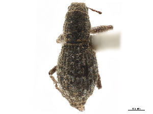  (Isodacrys ovipennis - CCDB-30449-H04)  @11 [ ] CreativeCommons - Attribution (2019) Smithsonian Institution Smithsonian Institution