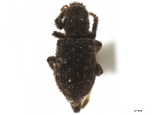  ( - CCDB-30449-H05)  @11 [ ] CreativeCommons - Attribution (2019) Smithsonian Institution Smithsonian Institution