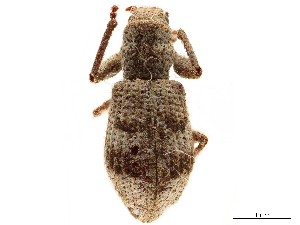  (Pandeleteius cinereus - CCDB-30449-H08)  @11 [ ] CreativeCommons - Attribution (2019) Smithsonian Institution Smithsonian Institution