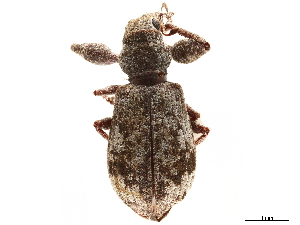  ( - CCDB-30449-H09)  @11 [ ] CreativeCommons - Attribution (2019) Smithsonian Institution Smithsonian Institution