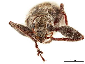  (Pandeleteius rotundicollis - CCDB-30449-H09)  @11 [ ] CreativeCommons - Attribution (2018) Smithsonian Institution Smithsonian Institution