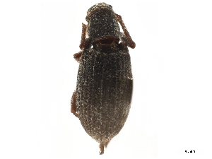  (Pandeleteinus elytroplanatus - CCDB-30449-H10)  @11 [ ] CreativeCommons - Attribution (2019) Smithsonian Institution Smithsonian Institution