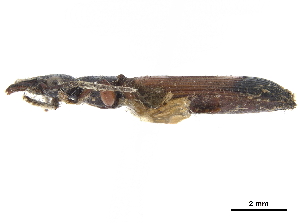  (Hexagonia scabricollis - CCDB-30450-A04)  @11 [ ] CreativeCommons - Attribution (2018) Smithsonian Institution Smithsonian Institution