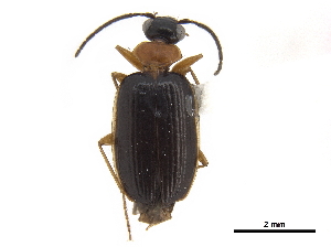  (Pentagonica ruticollis - CCDB-30450-E02)  @11 [ ] CreativeCommons - Attribution (2018) Smithsonian Institution Smithsonian Institution