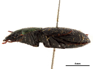  (Trigonotoma lewisii - CCDB-30450-H09)  @11 [ ] CreativeCommons - Attribution (2018) Smithsonian Institution Smithsonian Institution
