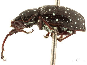  (Ischionoplus viridiguttatus - CCDB-30451-B06)  @11 [ ] CreativeCommons - Attribution (2019) Smithsonian Institution Smithsonian Institution