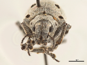  (Ericydeus modestus - CCDB-30451-H05)  @11 [ ] CreativeCommons - Attribution (2018) Smithsonian Institution Smithsonian Institution