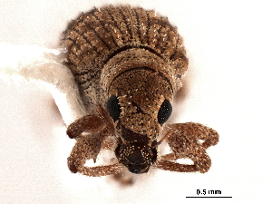  (Anypotactus exilis - CCDB-30451-H10)  @11 [ ] CreativeCommons - Attribution (2018) Smithsonian Institution Smithsonian Institution