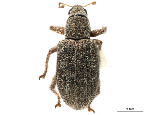  (Apodrosus argentatus - CCDB-30451-H11)  @11 [ ] CreativeCommons - Attribution (2018) Smithsonian Institution Smithsonian Institution