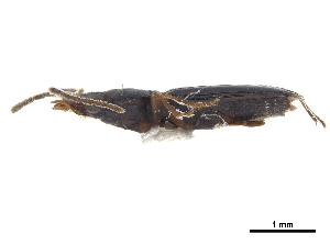  (Cnides brevipennis - CCDB-30452-C04)  @11 [ ] CreativeCommons - Attribution (2018) Smithsonian Institution Smithsonian Institution