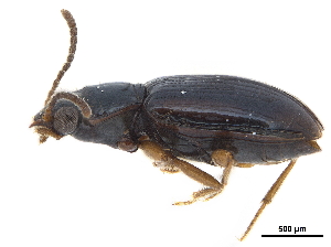  (Pericompsus brasiliensis - CCDB-30452-F01)  @11 [ ] CreativeCommons - Attribution (2018) Smithsonian Institution Smithsonian Institution