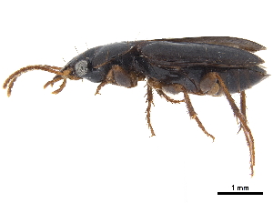  (Anaulacus ciliatus - CCDB-30452-G01)  @11 [ ] CreativeCommons - Attribution (2018) Smithsonian Institution Smithsonian Institution