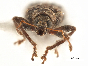  (Apodrosus epipolevatus - CCDB-30453-A01)  @11 [ ] CreativeCommons - Attribution (2018) Smithsonian Institution Smithsonian Institution