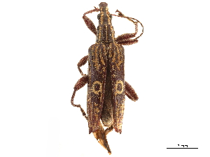  (Dicordylus annulifer - CCDB-30453-B06)  @11 [ ] CreativeCommons - Attribution (2018) Smithsonian Institution Smithsonian Institution