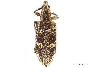  (Dicordylus marmoratus - CCDB-30453-B09)  @11 [ ] CreativeCommons - Attribution (2018) Smithsonian Institution Smithsonian Institution