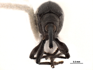 (Piezotrachelus - CCDB-30453-F03)  @11 [ ] CreativeCommons - Attribution (2018) Smithsonian Institution Smithsonian Institution