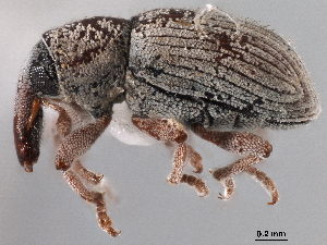  (Neohydronomus affinis - CCDB-30453-H09)  @11 [ ] CreativeCommons - Attribution (2018) Smithsonian Institution Smithsonian Institution