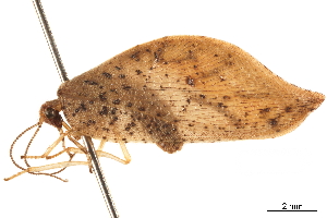  (Gayomyia falcata - CCDB-32124-G03)  @11 [ ] CreativeCommons - Attribution (2018) Smithsonian Institution Smithsonian Institution