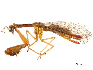  (Leptomantispa antillesensis - CCDB-32125-A04)  @11 [ ] CreativeCommons - Attribution (2018) Smithsonian Institution Smithsonian Institution