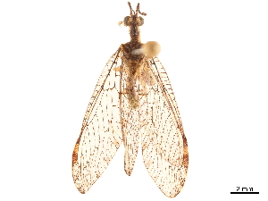  (Trichoscelia varia - CCDB-32125-B04)  @11 [ ] CreativeCommons - Attribution (2018) Smithsonian Institution Smithsonian Institution