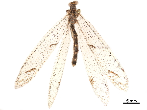  (Euptilon arizonense - CCDB-32125-G02)  @11 [ ] CreativeCommons - Attribution (2018) Smithsonian Institution Smithsonian Institution