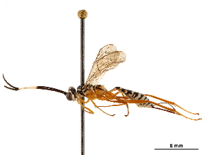  (Polycyrtus neglectus - CCDB-32126-D12)  @11 [ ] CreativeCommons - Attribution (2019) Smithsonian Institution Smithsonian Institution