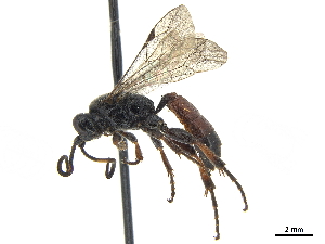  (Rictichneumon pachymerus - CCDB-32126-F06)  @11 [ ] CreativeCommons - Attribution (2019) Smithsonian Institution Smithsonian Institution
