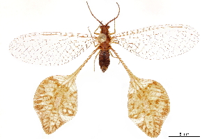  (Palmipenna aeoleoptera - CCDB-32127-B02)  @11 [ ] CreativeCommons - Attribution (2018) Smithsonian Institution Smithsonian Institution