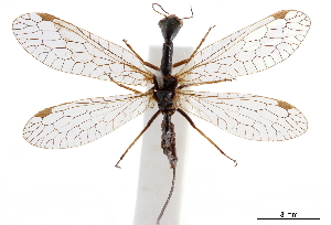  (Parvoraphidia - CCDB-32127-D03)  @11 [ ] CreativeCommons - Attribution (2018) Smithsonian Institution Smithsonian Institution
