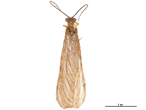  (Parachauliodes yanbaru - CCDB-32127-E05)  @11 [ ] CreativeCommons - Attribution (2018) Smithsonian Institution Smithsonian Institution