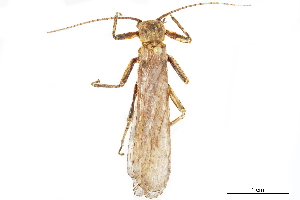  (Diamphipnoidae - CCDB-32127-H03)  @11 [ ] CreativeCommons - Attribution (2018) Smithsonian Institution Smithsonian Institution