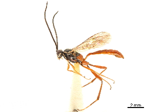  (Mesostenus gracilis - CCDB-32128-B04)  @11 [ ] CreativeCommons - Attribution (2018) Smithsonian Institution Smithsonian Institution