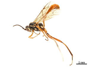  (Mesostenus longicaudis - CCDB-32128-B05)  @11 [ ] CreativeCommons - Attribution (2018) Smithsonian Institution Smithsonian Institution