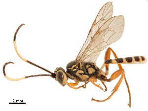  (Plagiotrypes - CCDB-32128-D02)  @11 [ ] CreativeCommons - Attribution (2018) Smithsonian Institution Smithsonian Institution
