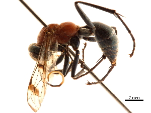  (Priocnemella rufothorax - CCDB-32128-F11)  @13 [ ] CreativeCommons - Attribution (2018) Smithsonian Institution Smithsonian Institution