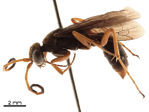  (Lissocnemis brevipennis - CCDB-32128-F12)  @11 [ ] CreativeCommons - Attribution (2018) Smithsonian Institution Smithsonian Institution