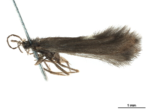  (Scotiotrichia ocreata - CCDB-32129-C10)  @11 [ ] CreativeCommons - Attribution (2018) Smithsonian Institution Smithsonian Institution