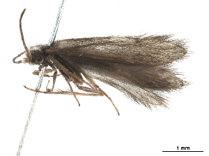  (Scotiotrichia ocreata - CCDB-32129-C11)  @11 [ ] CreativeCommons - Attribution (2018) Smithsonian Institution Smithsonian Institution