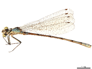  (Antiagrion antigone - CCDB-32129-E03)  @11 [ ] CreativeCommons - Attribution (2018) Smithsonian Institution Smithsonian Institution