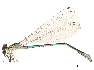  (Antiagrion - CCDB-32129-E04)  @11 [ ] CreativeCommons - Attribution (2018) Smithsonian Institution Smithsonian Institution