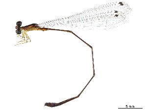  (Psaironeura remissa - CCDB-32129-F09)  @11 [ ] CreativeCommons - Attribution (2018) Smithsonian Institution Smithsonian Institution