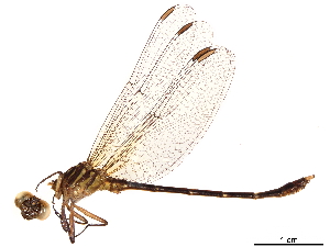  (Desmogomphus tigrivensis - CCDB-32129-H11)  @11 [ ] CreativeCommons - Attribution (2018) Smithsonian Institution Smithsonian Institution