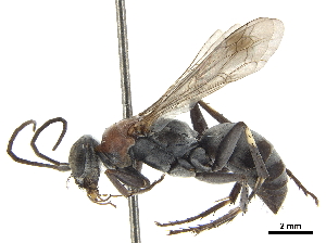  (Spuridiophorus capensis - CCDB-32130-E04)  @11 [ ] CreativeCommons - Attribution (2018) Smithsonian Institution Smithsonian Institution