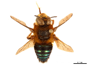  (Oxaea stenocoryphe - CCDB-32130-G01)  @11 [ ] CreativeCommons - Attribution (2018) Smithsonian Institution Smithsonian Institution