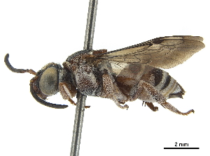  (Rhinepeolus rufiventris - CCDB-32131-D09)  @11 [ ] CreativeCommons - Attribution (2018) Smithsonian Institution Smithsonian Institution