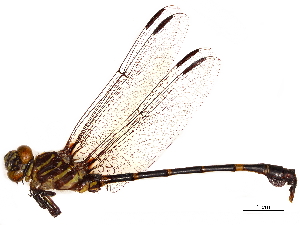  (Phyllogomphoides fuliginosus - CCDB-32133-A11)  @11 [ ] CreativeCommons - Attribution (2018) Smithsonian Institution Smithsonian Institution