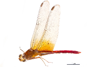  (Rhodopygia cardinalis - CCDB-32133-D07)  @11 [ ] CreativeCommons - Attribution (2018) Smithsonian Institution Smithsonian Institution