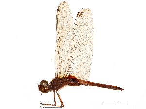  (Tauriphila argo - CCDB-32133-D10)  @11 [ ] CreativeCommons - Attribution (2018) Smithsonian Institution Smithsonian Institution
