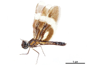 (Zenithoptera viola - CCDB-32133-E05)  @11 [ ] CreativeCommons - Attribution (2018) Smithsonian Institution Smithsonian Institution